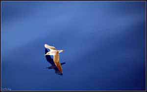 Low flying